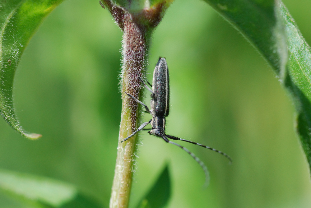 cerambice da identificare